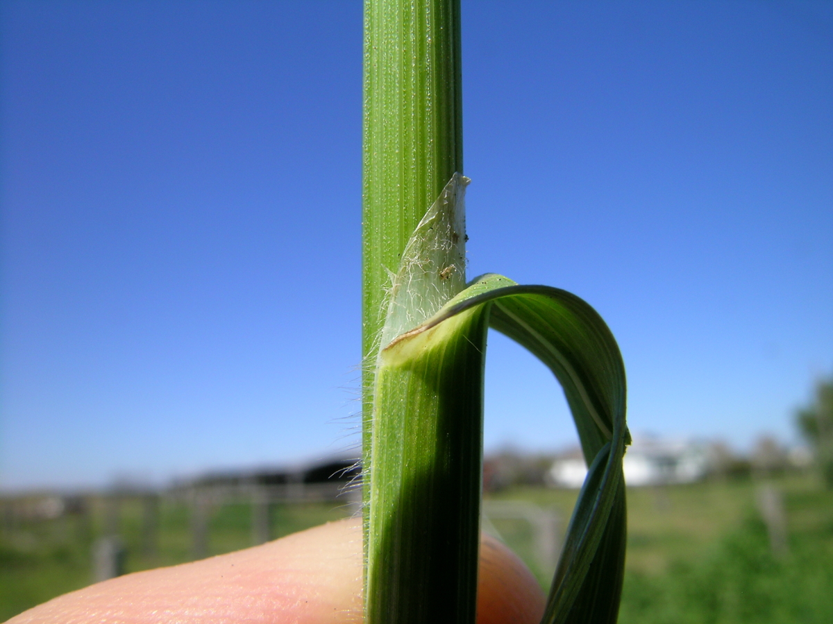 rescuegrass ligule