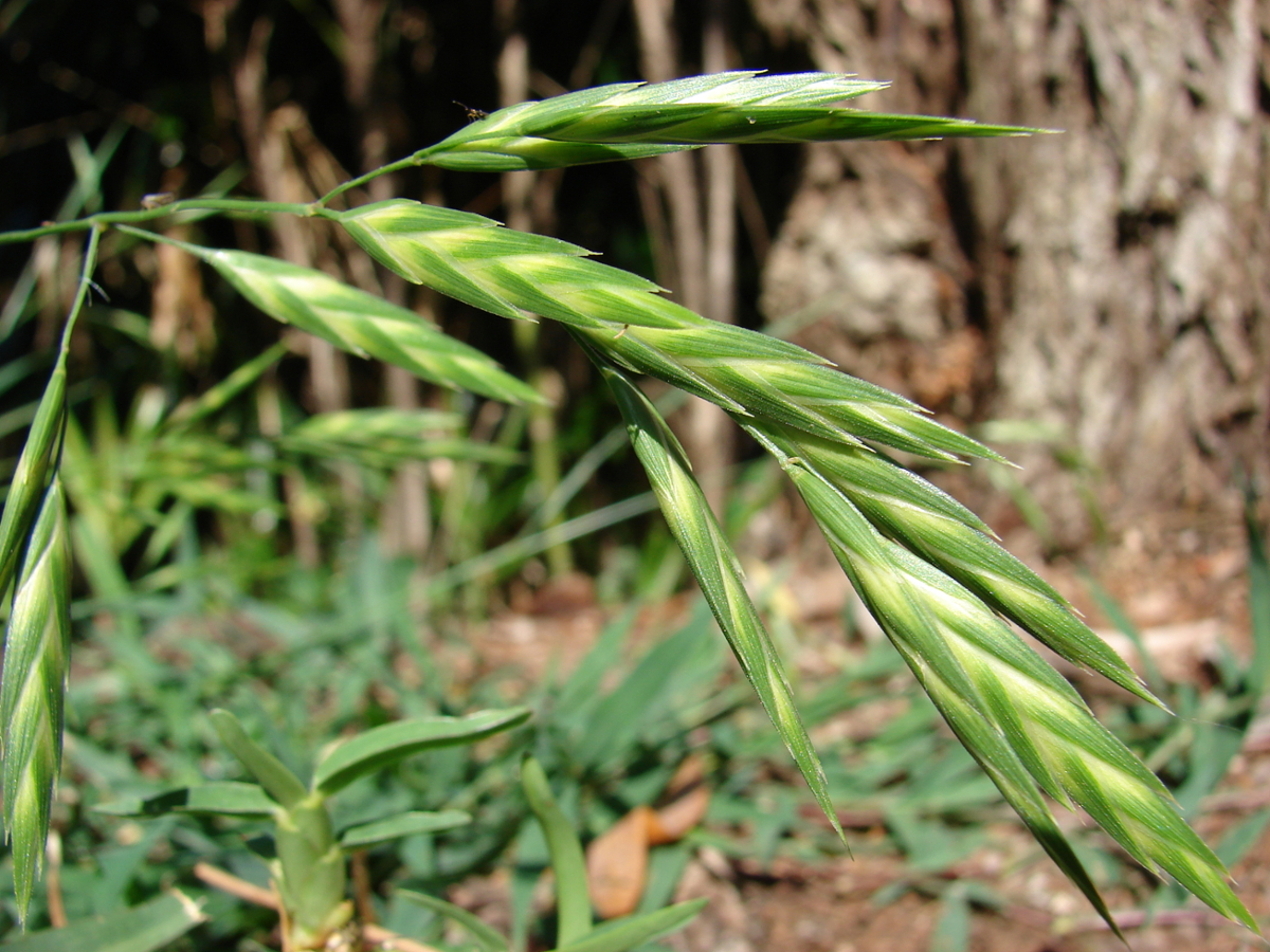 rescuegrass flower