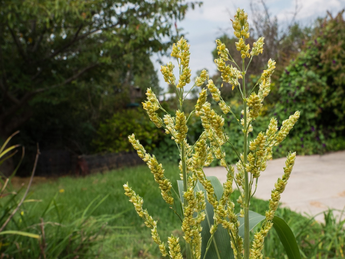 shattercane flowers