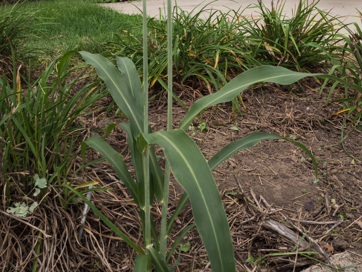 shattercane leaves