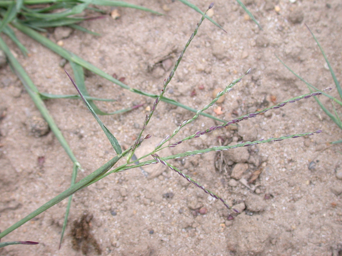 Smooth crabgrass flower