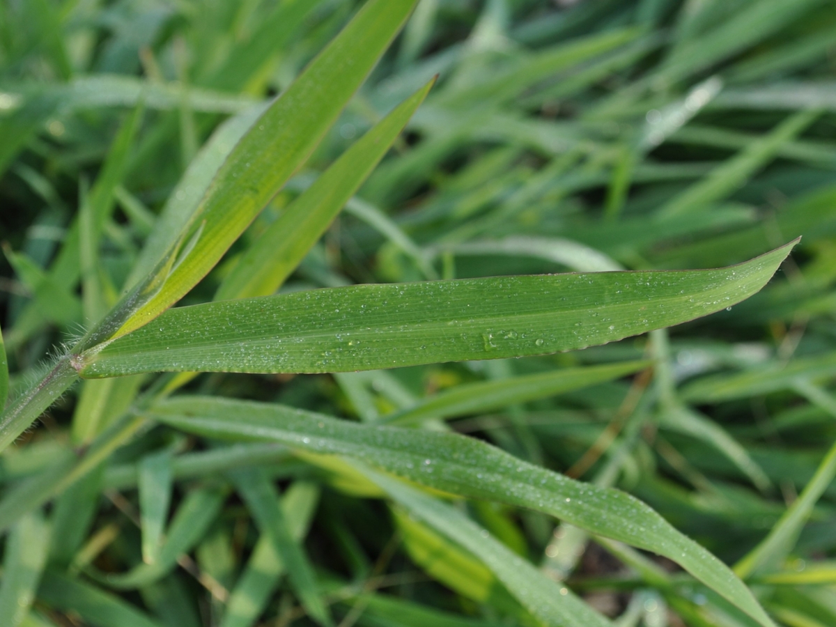 Smooth crabgrass leaf