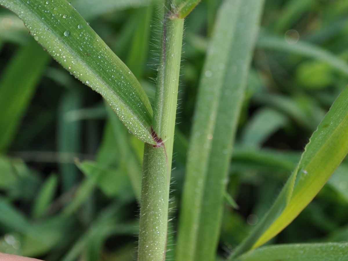 Smooth crabgrass ligule