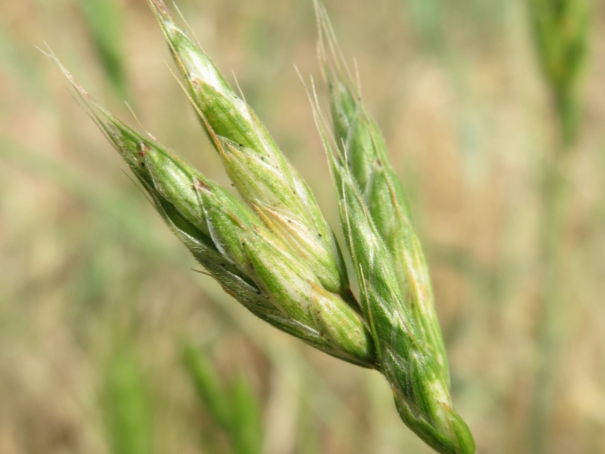 Soft brome flower