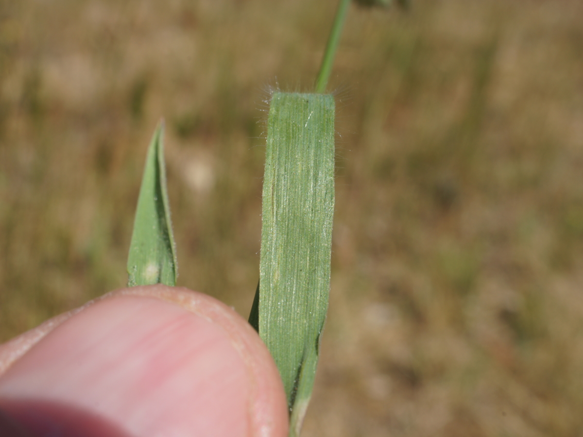 Soft brome leaf