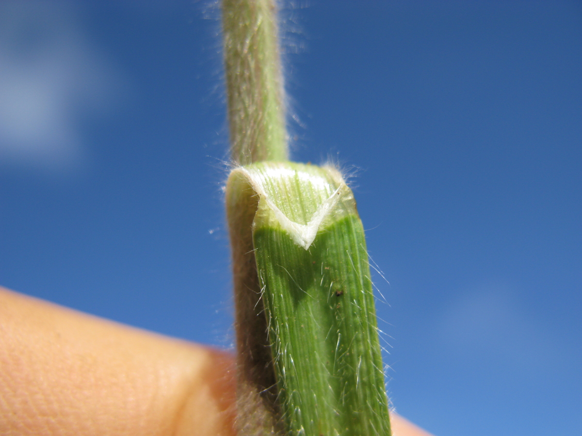 Soft brome ligule