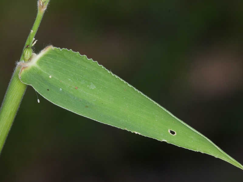 texas panicum leaf