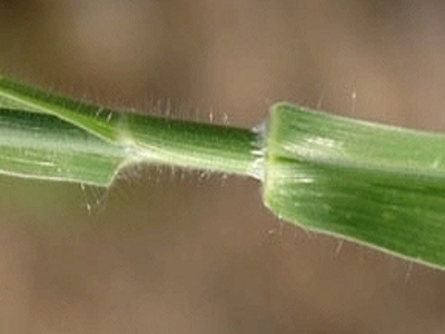 texas panicum ligule