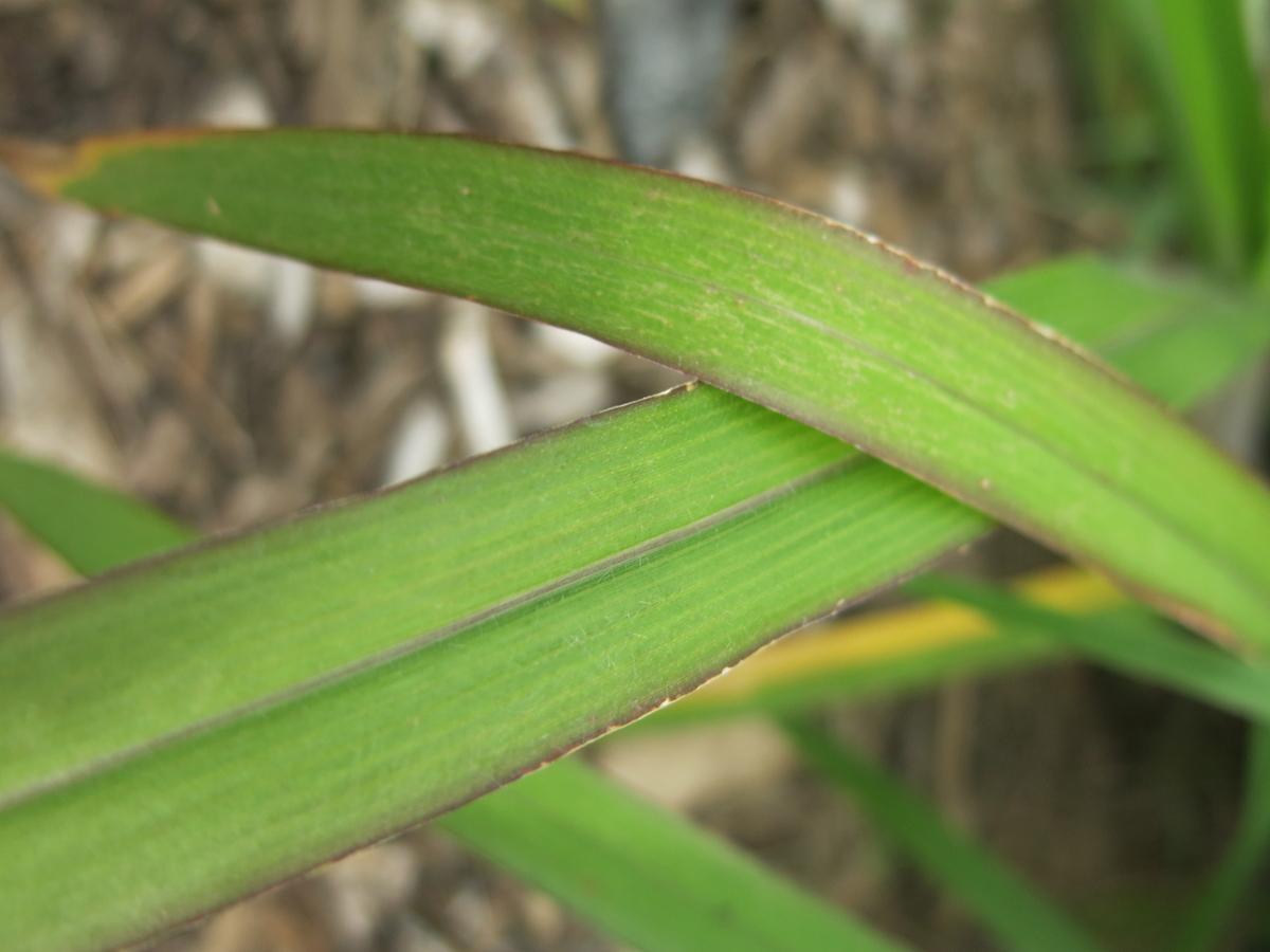 witchgrass leaf