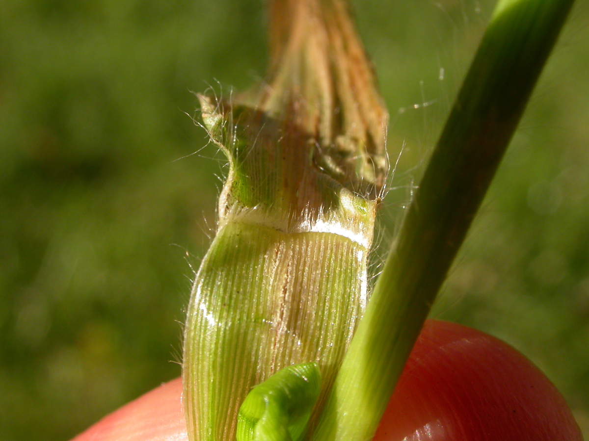 witchgrass ligule