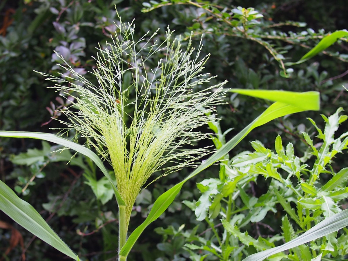 witchgrass flower