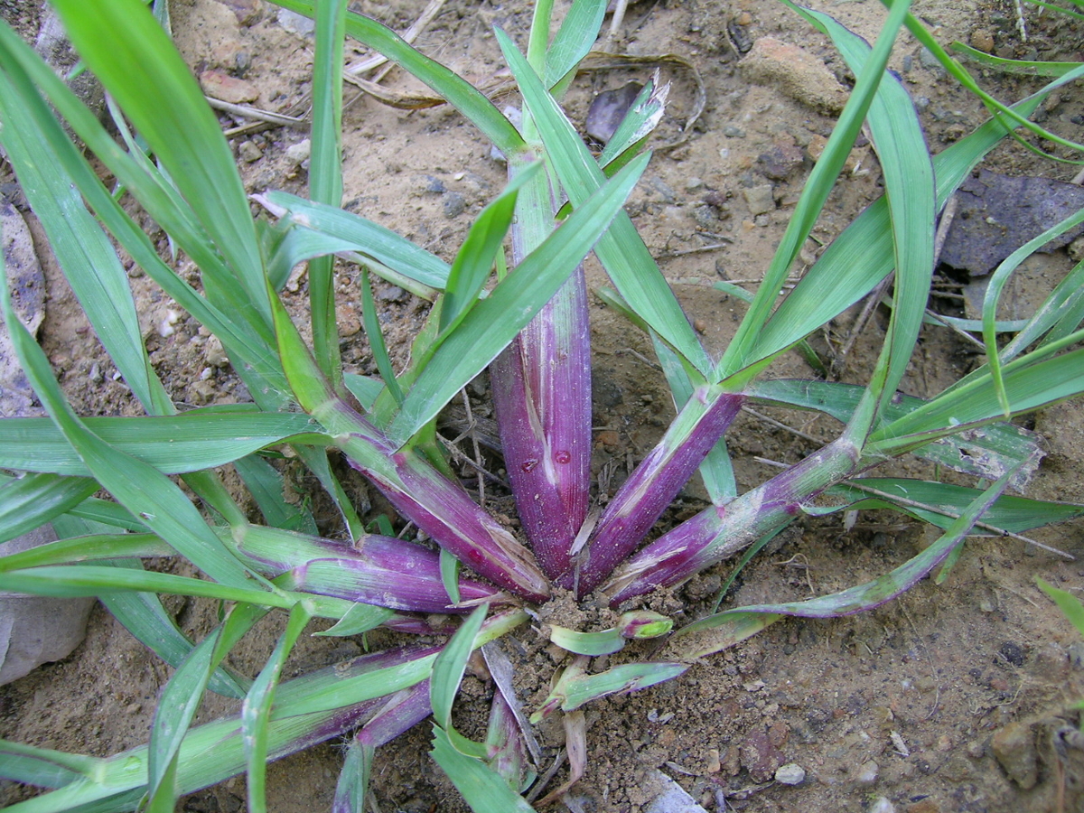 yellow foxtail leaves