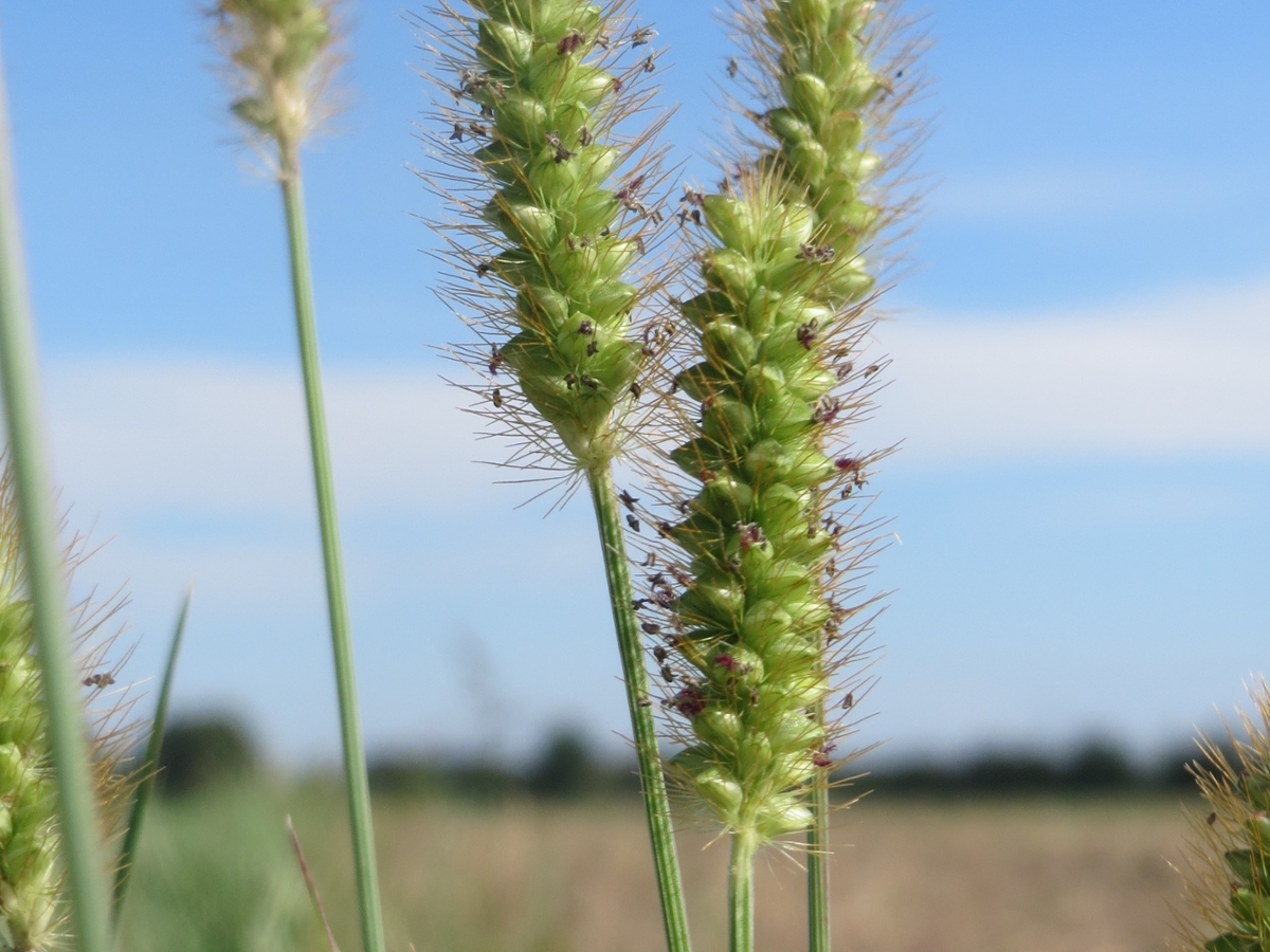 yellow foxtail flower