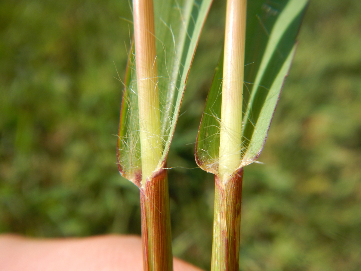 yellow foxtail sheath