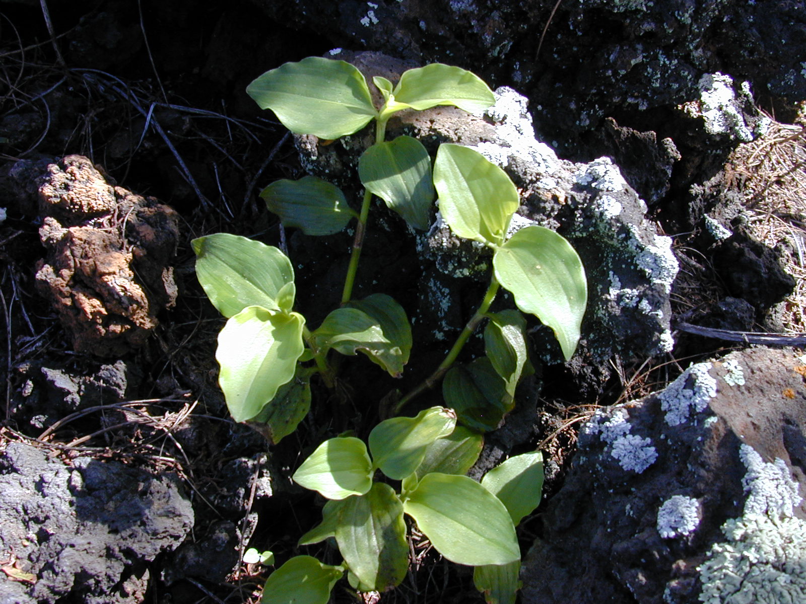 Benghal dayflower leaves