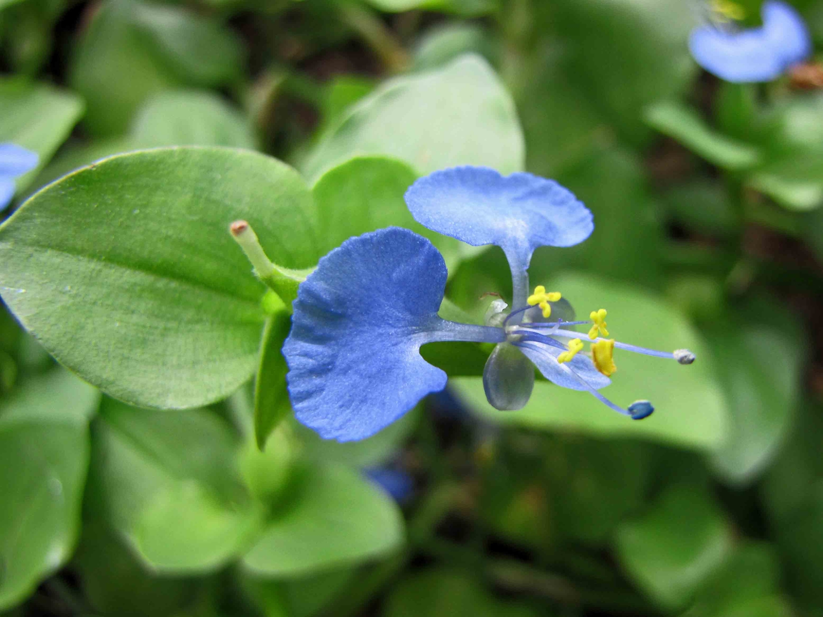 Benghal dayflower flower