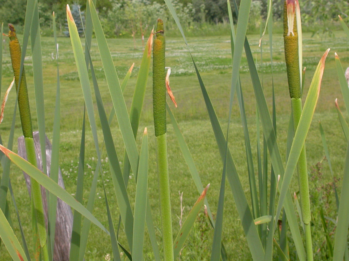 broadleaf cattail leaves