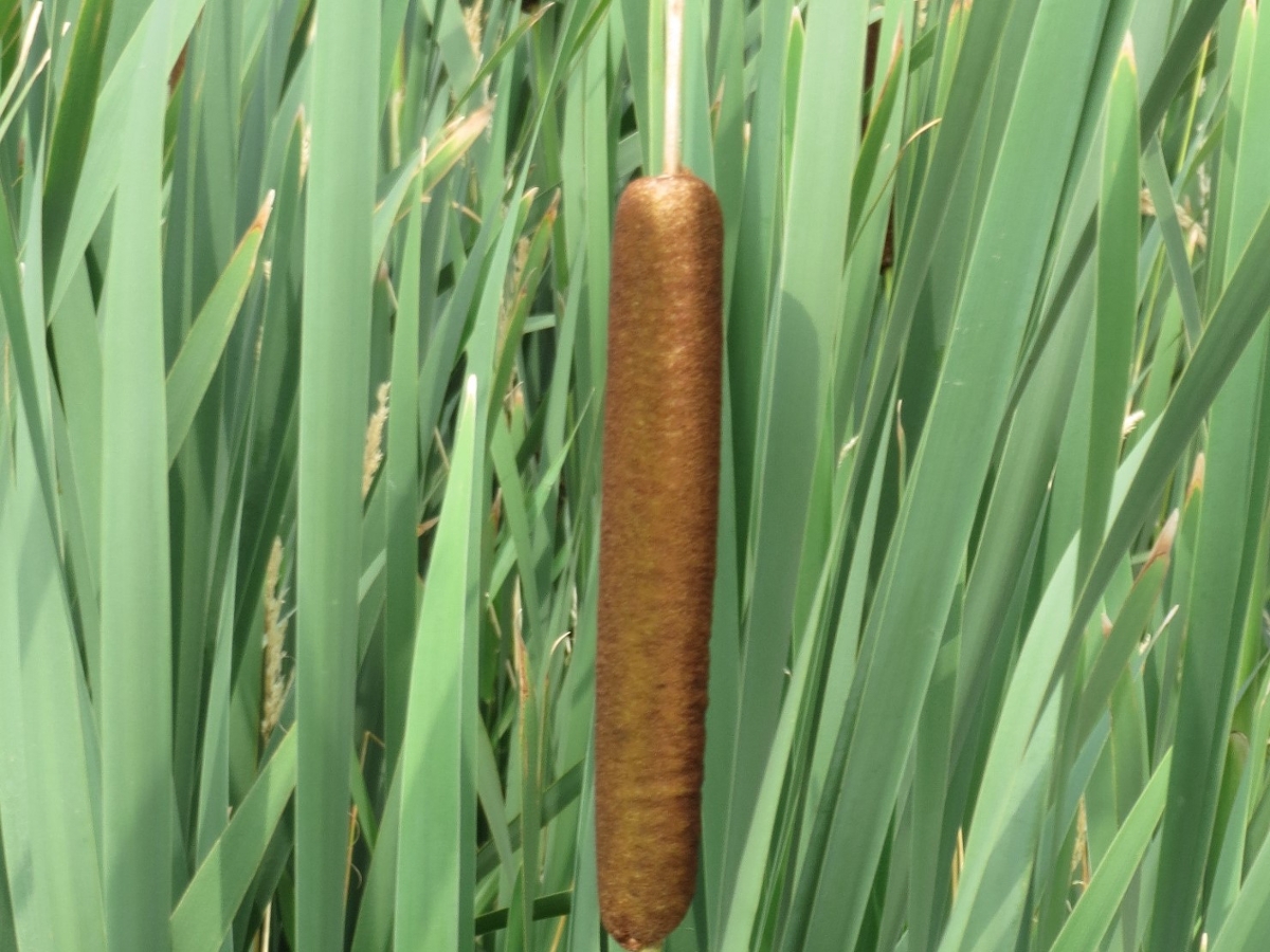 broadleaf cattail flower