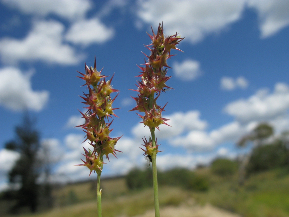 coastal sandbur flower