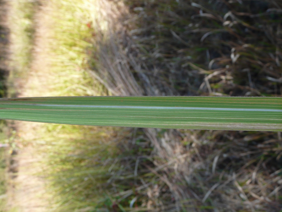 cogongrass leaf