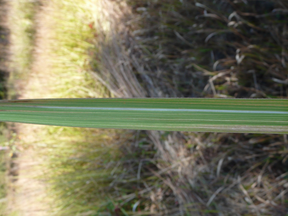 cogongrass leaf