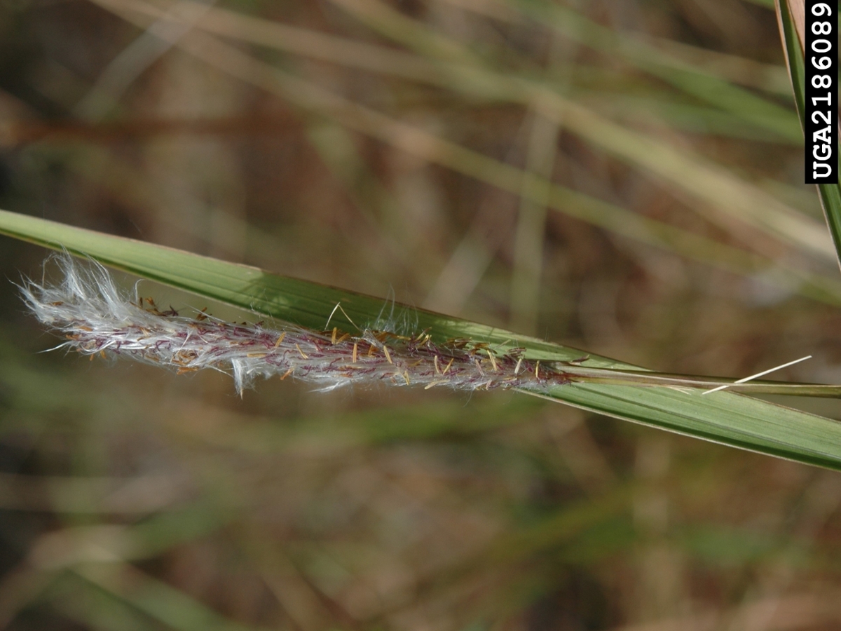 cogongrass flower