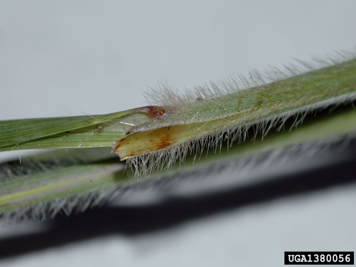 cogongrass ligule