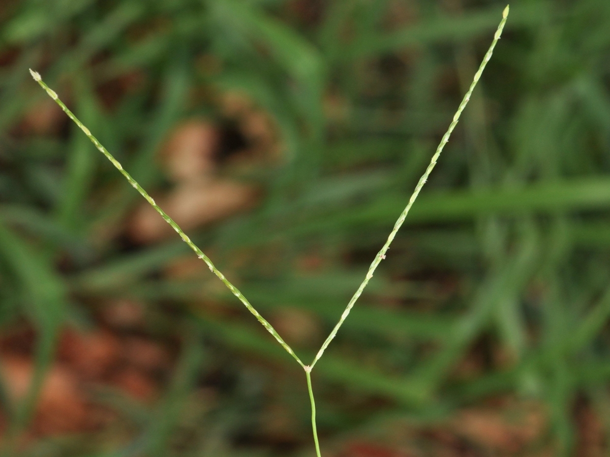 carpetgrass flower