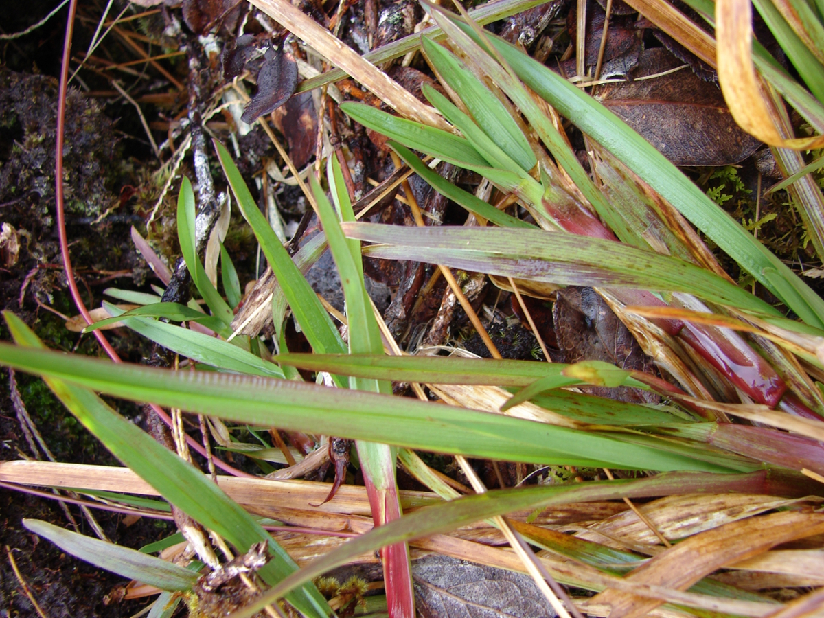 carpetgrass leaves