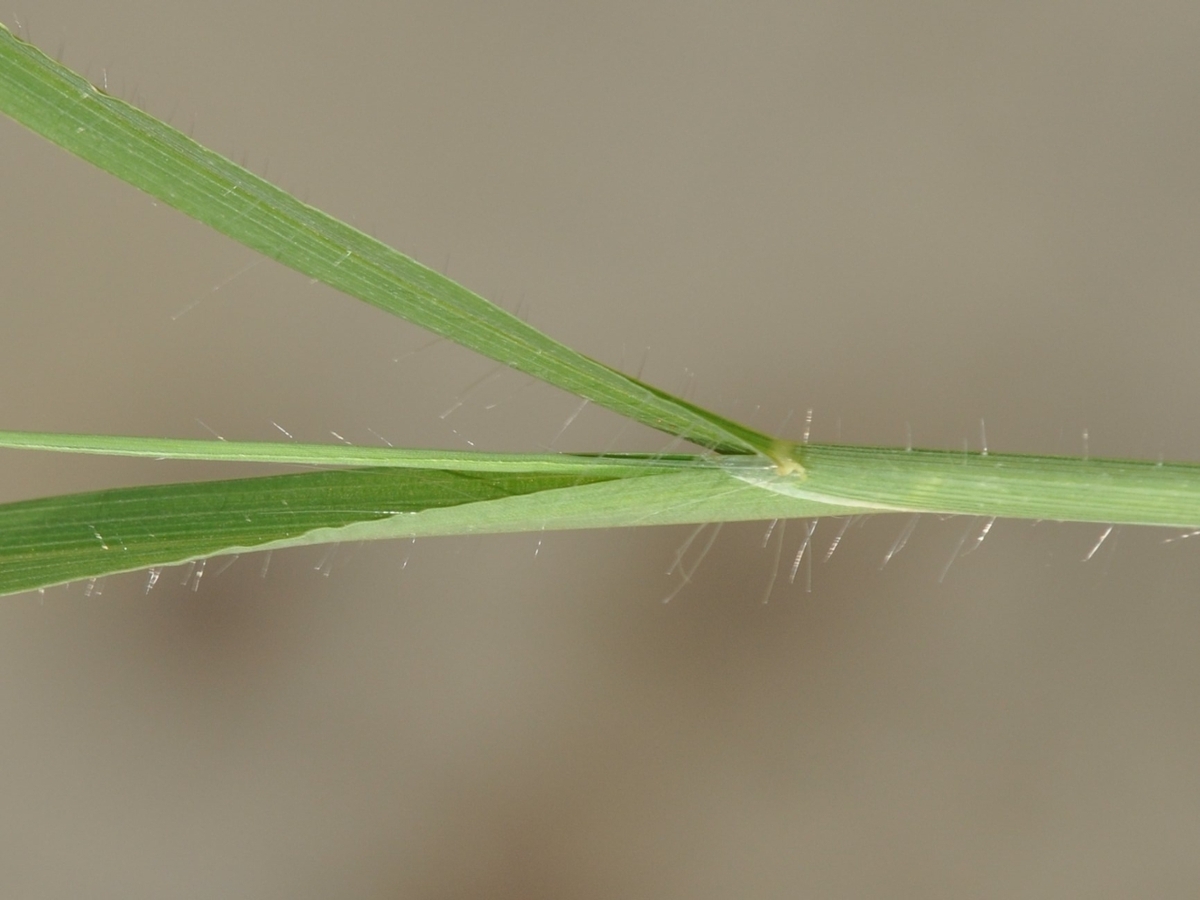 carpetgrass sheath ligule