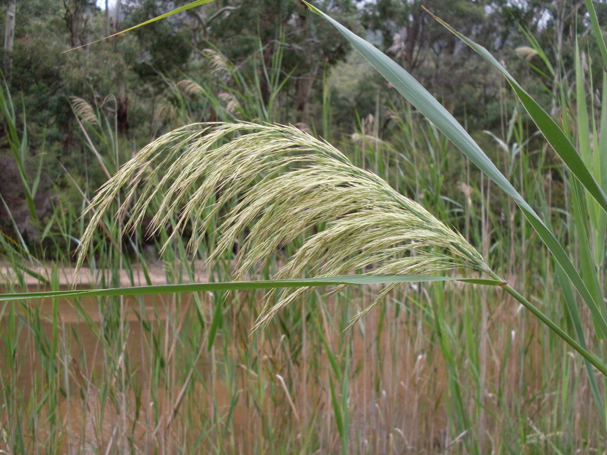 common reed flower