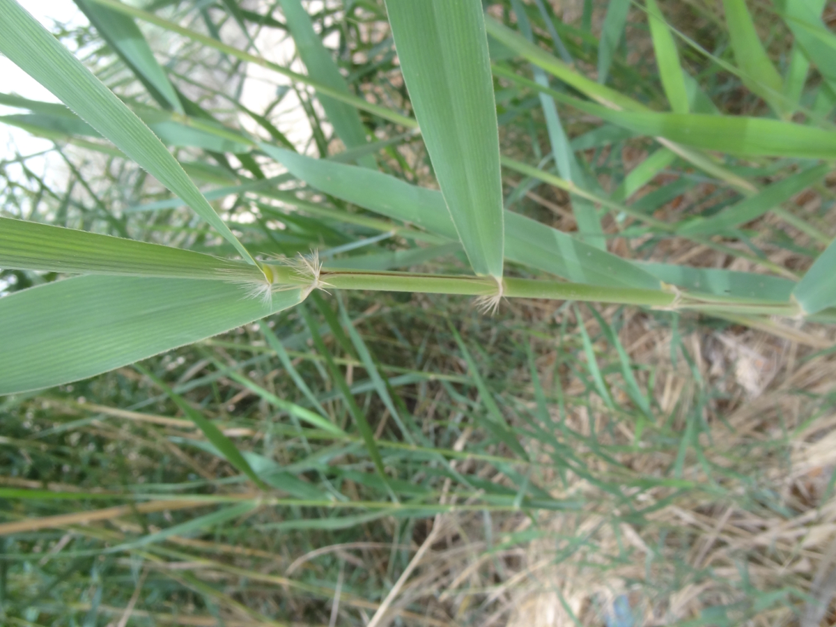 common reed leaves