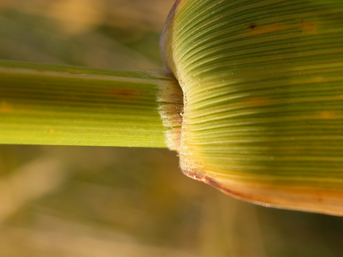 common reed ligule
