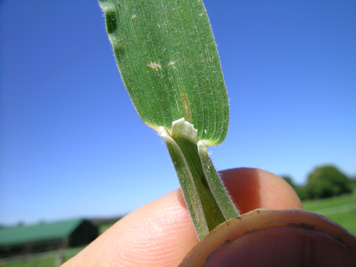 velvetgrass ligule