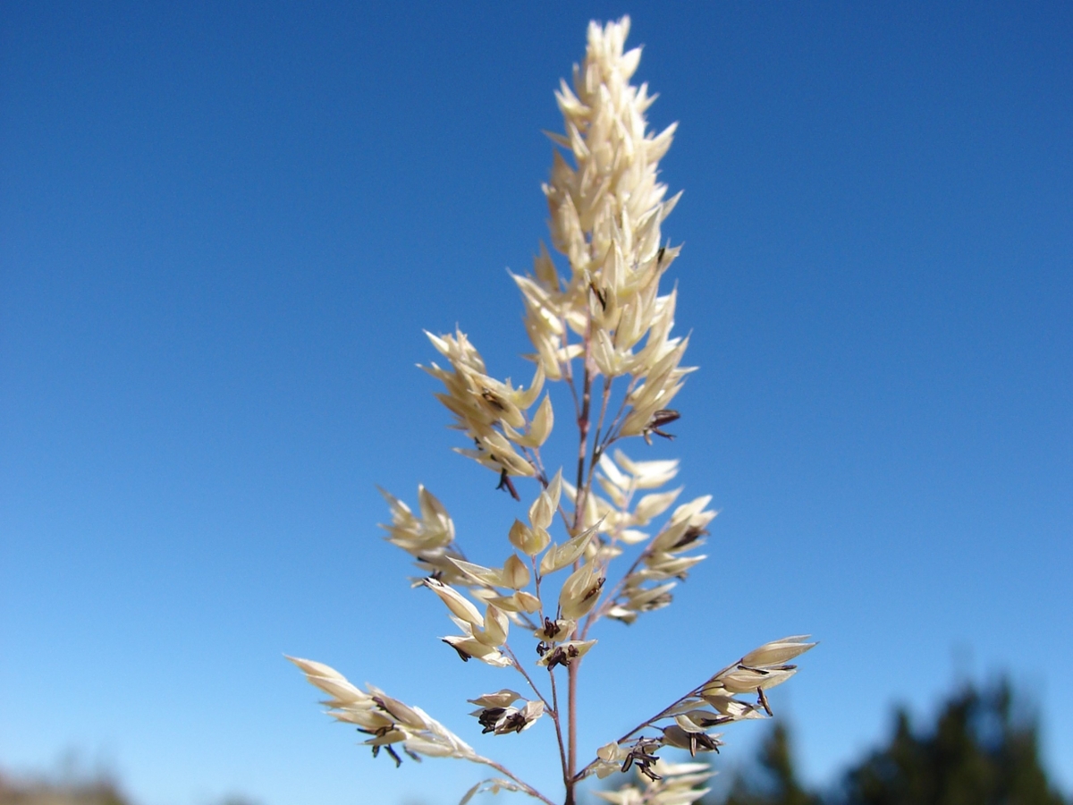 velvetgrass flower