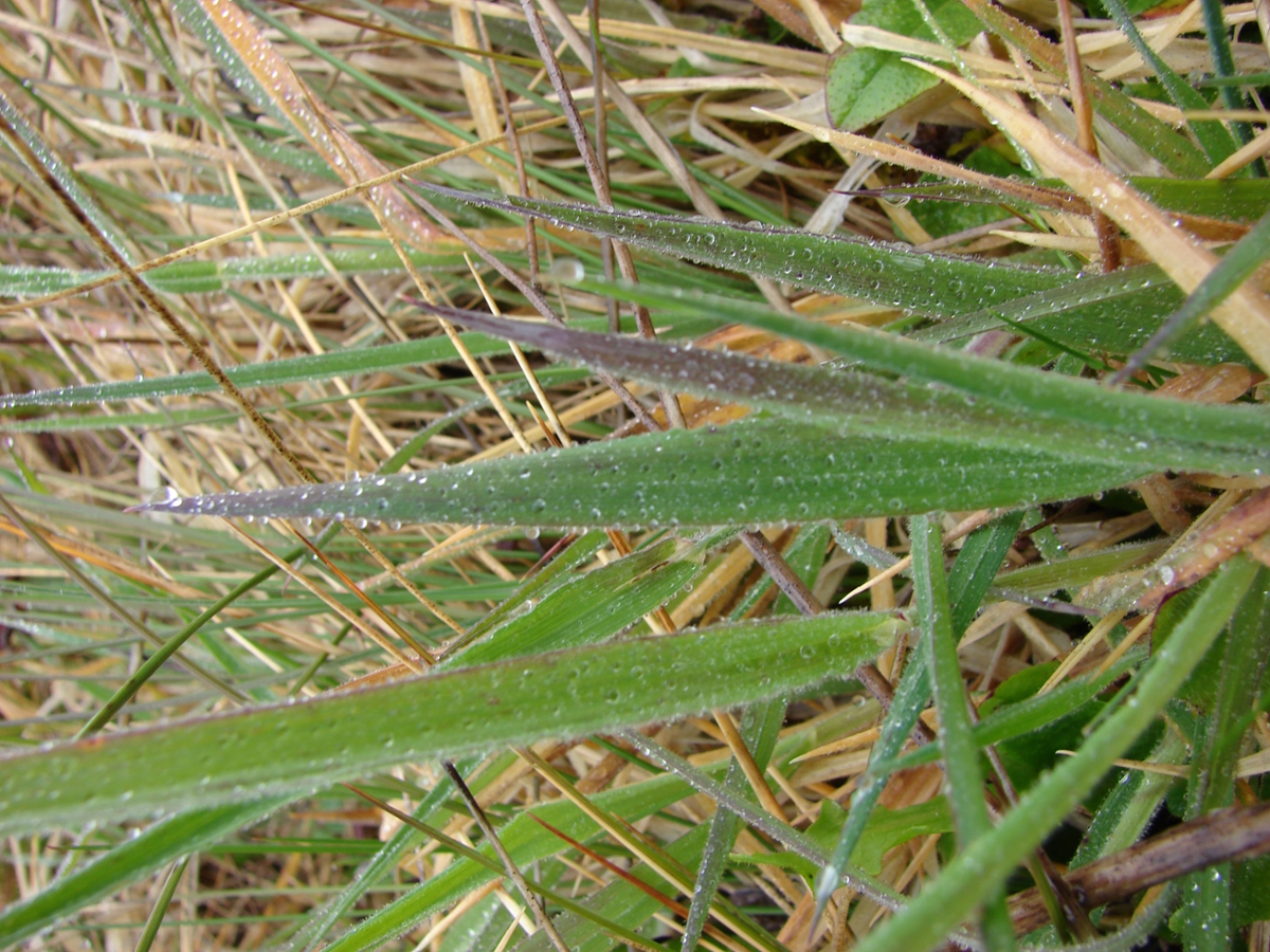 common velvetgrass leaf