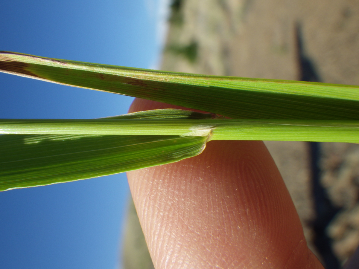 creeping bentgrass leaves