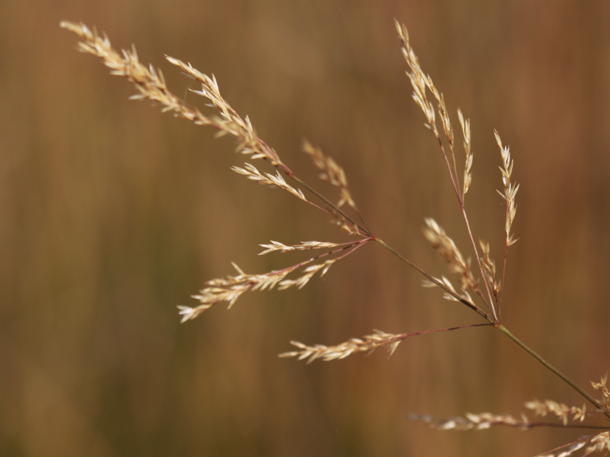 creeping bentgrass seedhead