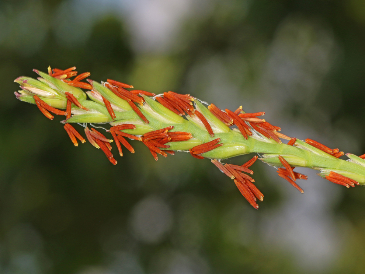 eastern gammagrass seedhead