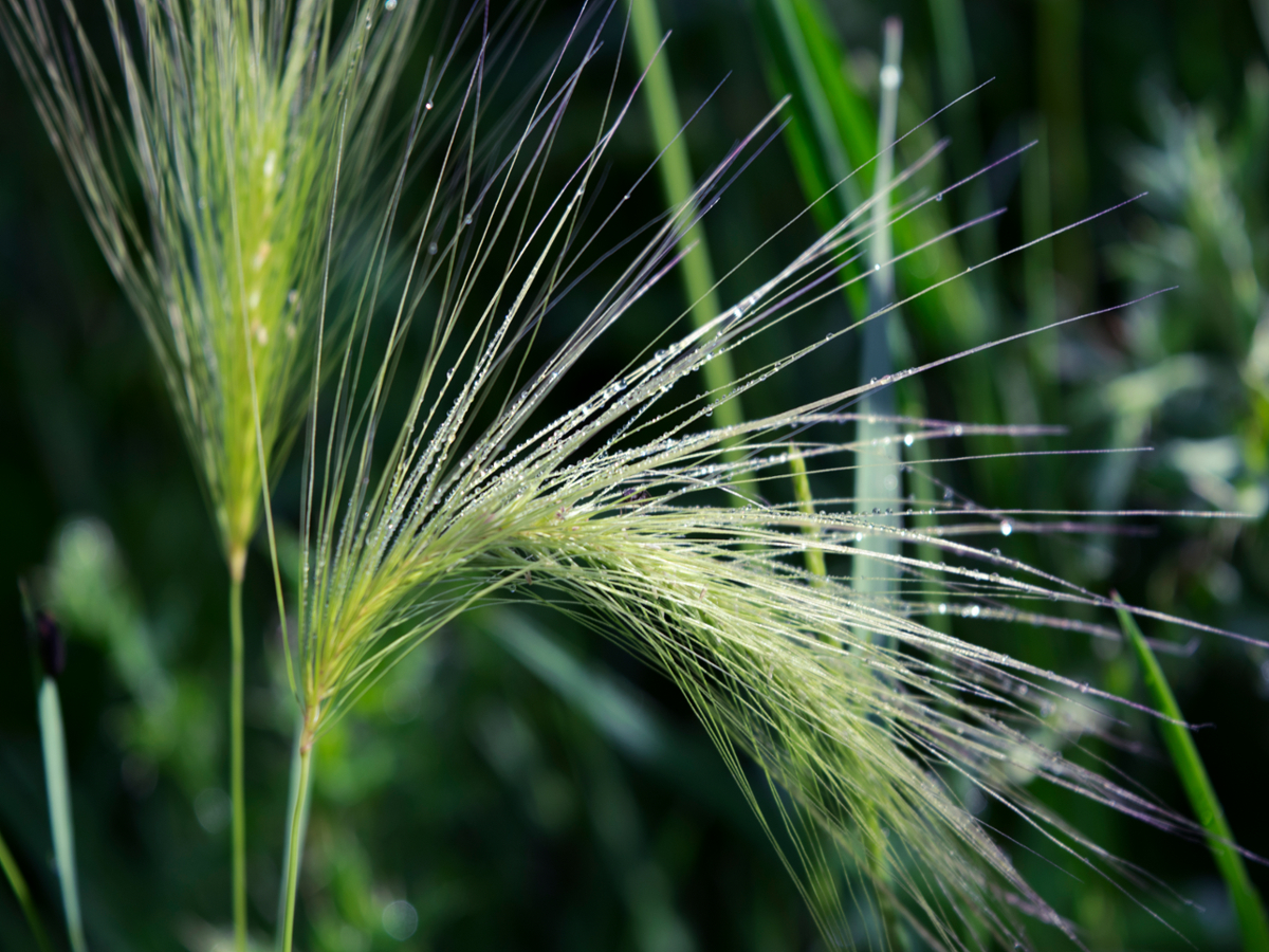 foxtail barley flower