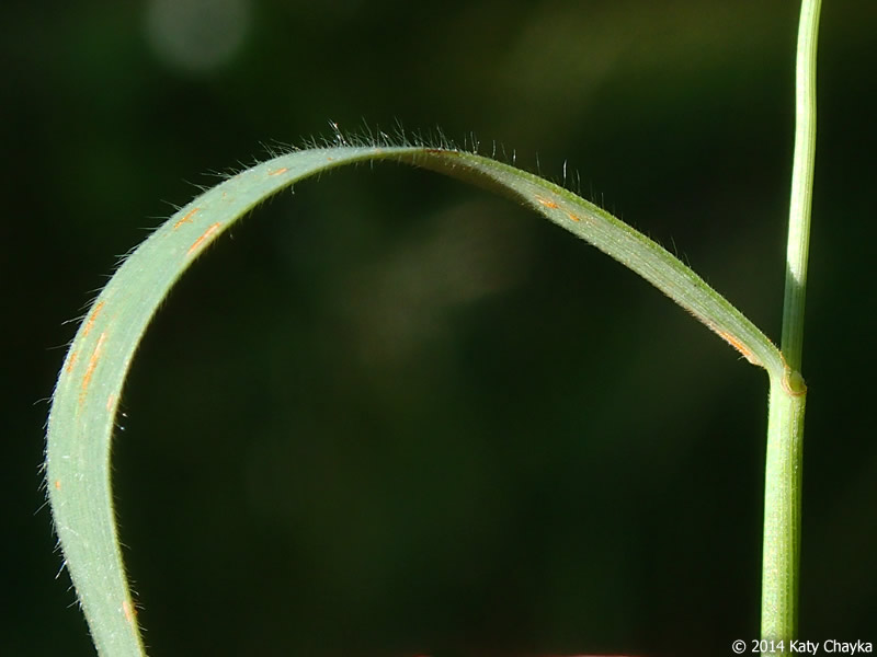 foxtail barley leaf