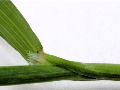 foxtail barley ligule