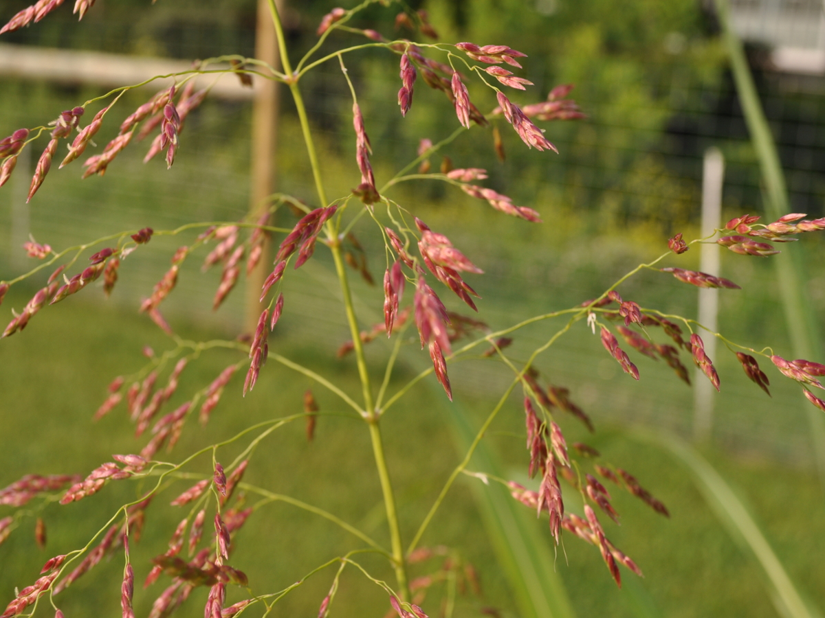 johnsongrass flowers