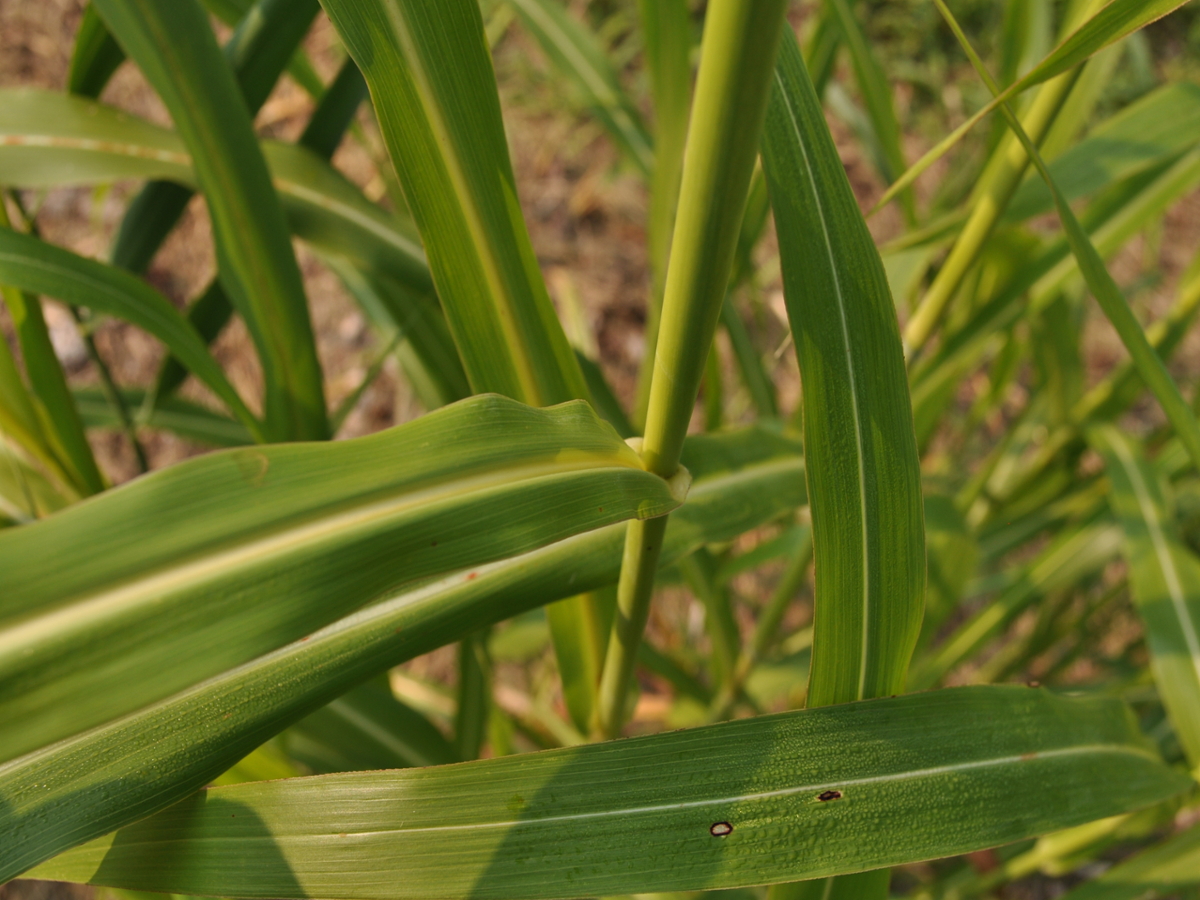 johnsongrass leaves