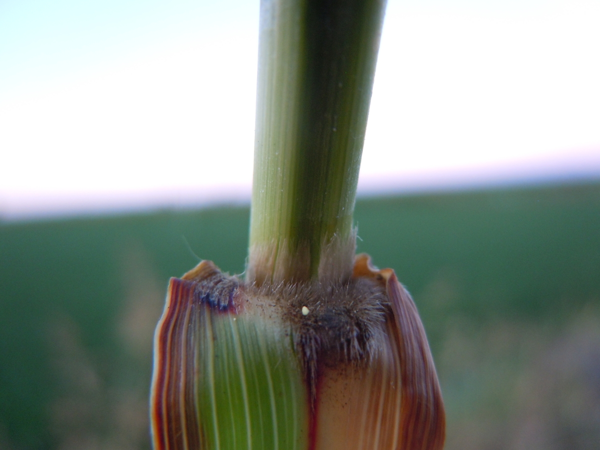 johnsongrass ligule