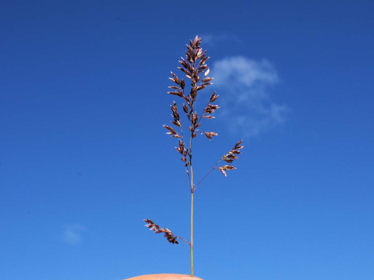 kentucky bluegrass flower