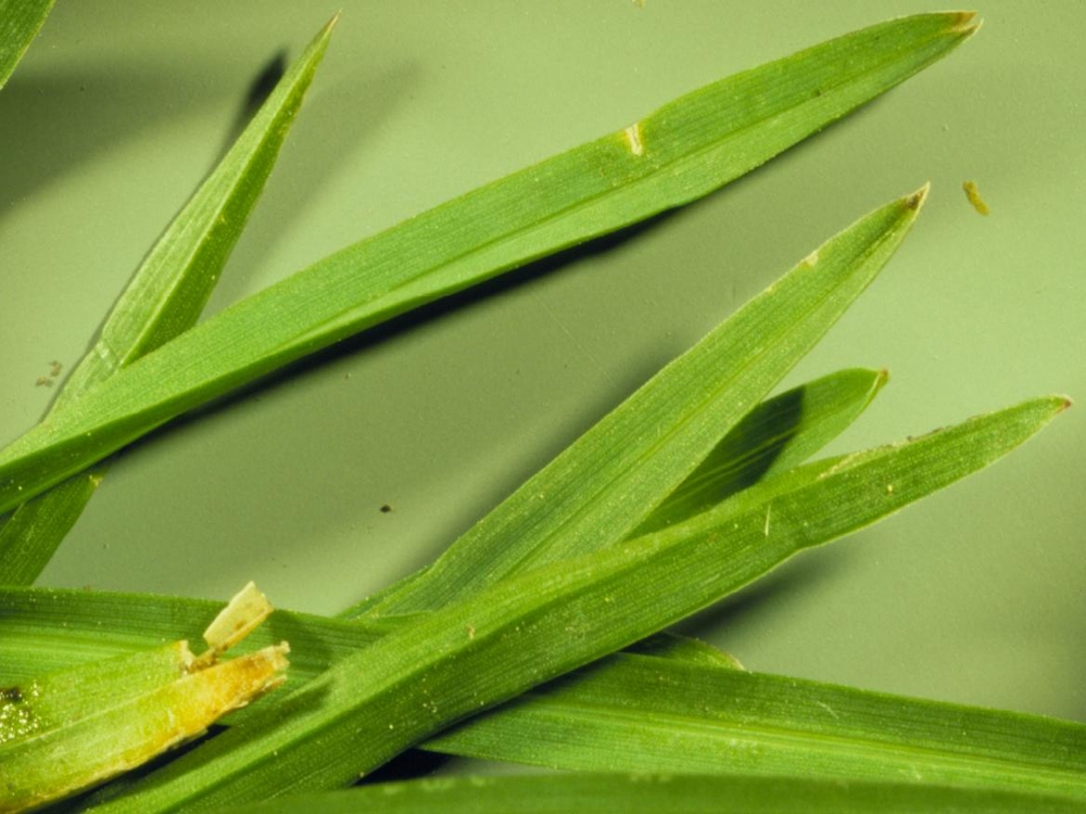 kentucky bluegrass leaves