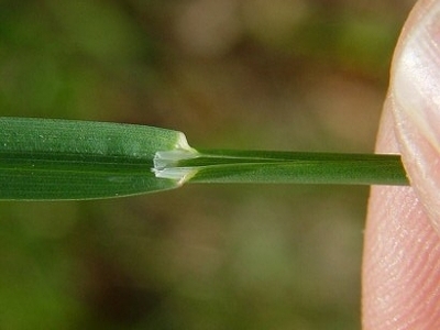 kentucky bluegrass ligule