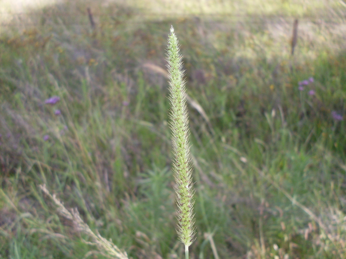 knotroot foxtail flower