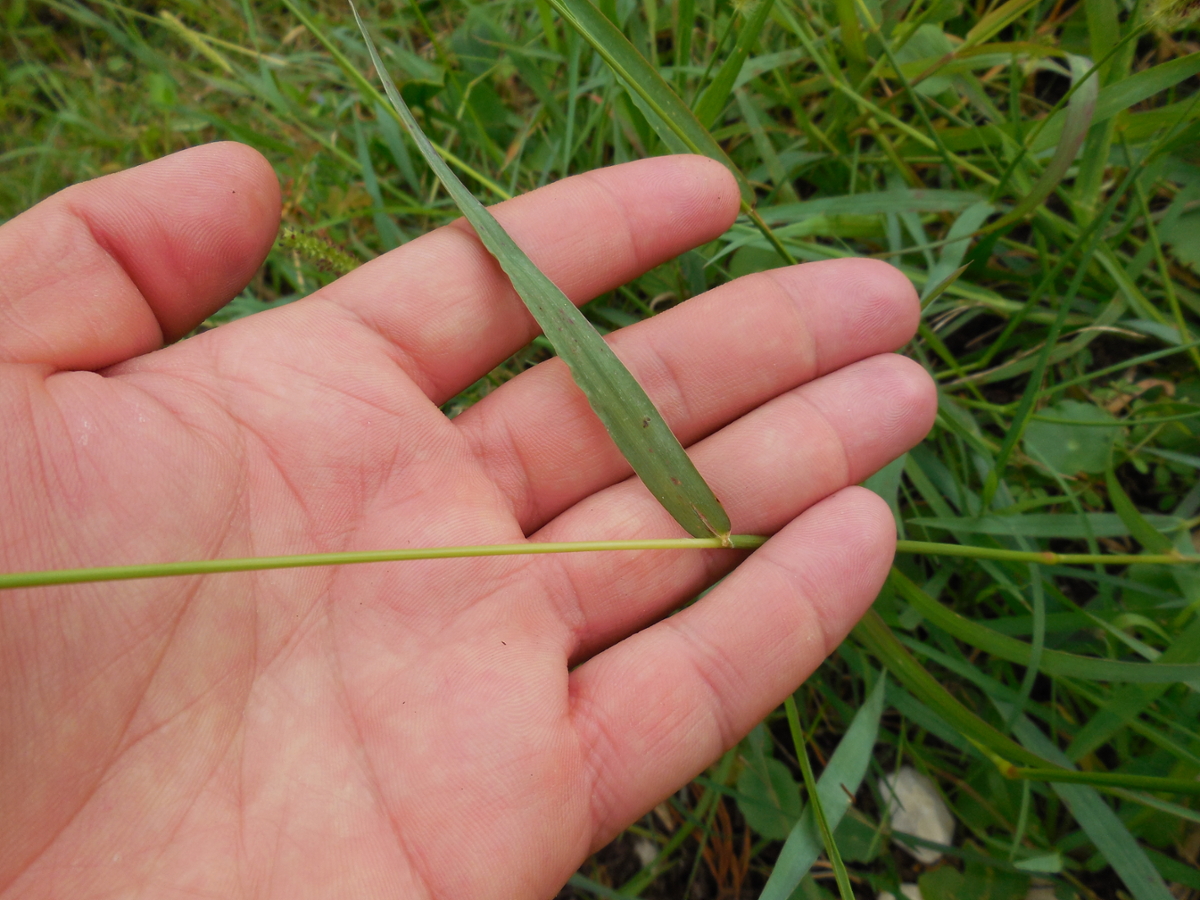 knotroot foxtail leaf